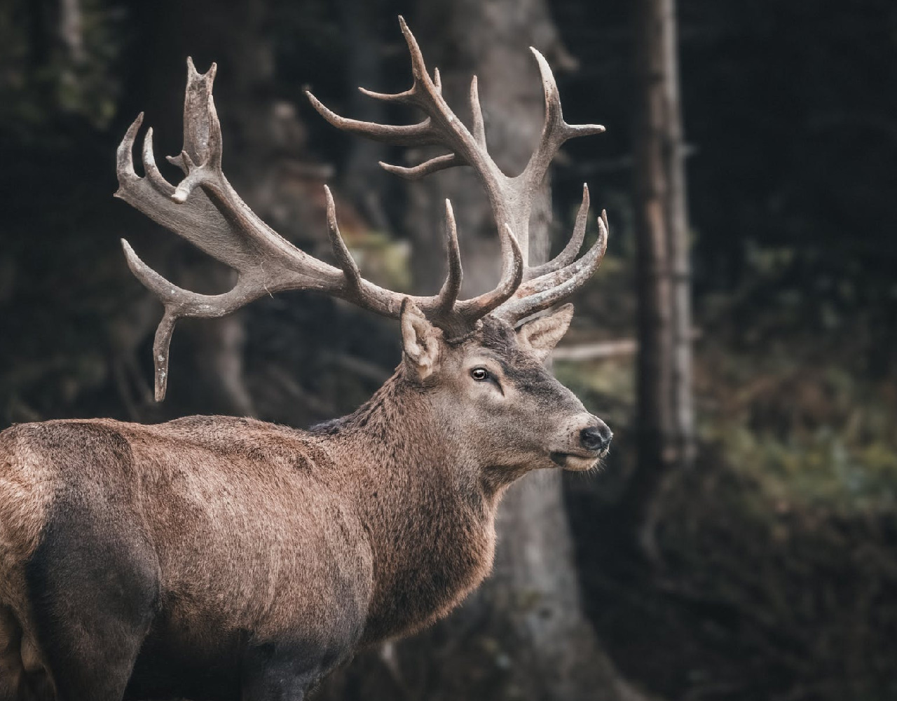 anih-ciervos-recuperar-movilidad-paraplejico